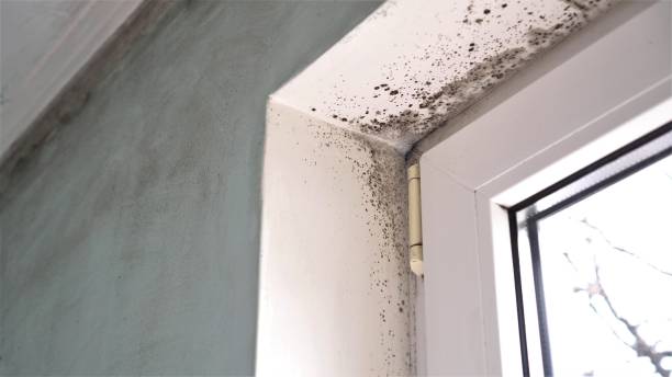 Best Air Quality Testing for Mold Spores  in Abbotsford, WI