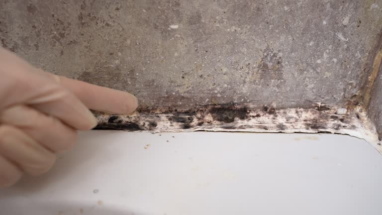 Best Emergency Mold Remediation  in Abbotsford, WI